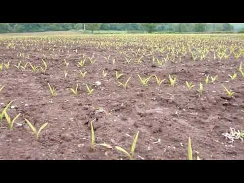 Maize seed germination, corn