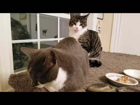 Rick Mercer & Alan Doyle, an adopted Domestic Short Hair in Dartmouth, NS_image-1