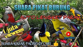 Download lagu SUARA PIKAT SEMUA JENIS BURUNG LIAR - TERUJI AMPUH mp3