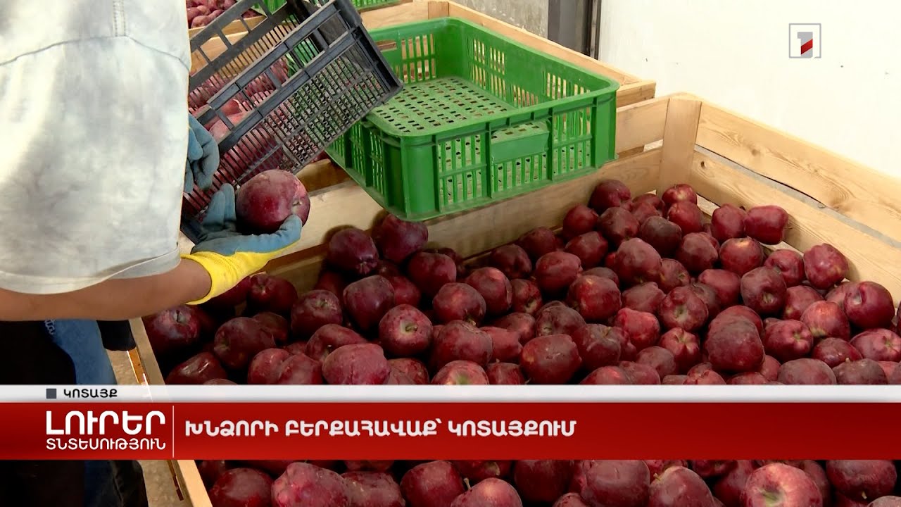 Խնձորի բերքահավաք՝ Կոտայքում