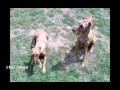 Greta and Finn -Irish Terriers 