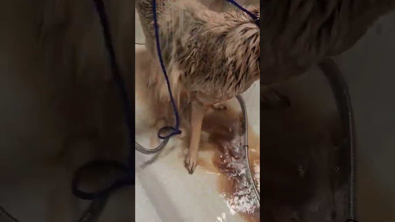 Betsy, a Adoptable Cattle Dog in Waggaman, LA video 6/6