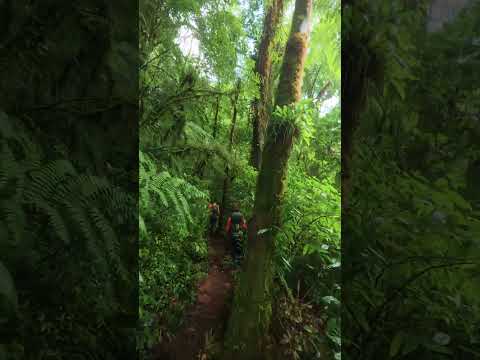 Trilha Pico Camapuã e Tucum - Serra do Ibitiraquire #trilha #Paraná #montanha