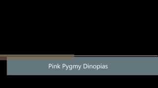 preview picture of video 'Pink Pygmy Dinopias'