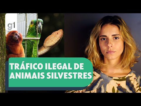 Uma serpente asiática no meio do Brasil l G1 EXPLICA l g1