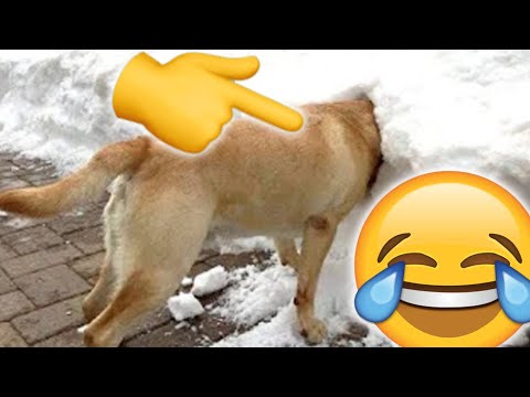 Versuche nicht zu lachen ➡️ lustige Tiere (Hunde und Katzen) 😂