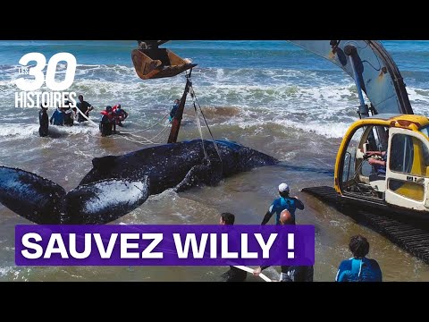 L’incroyable sauvetage d’une baleine de 130 tonnes - Les 30 histoires spectaculaires EM17