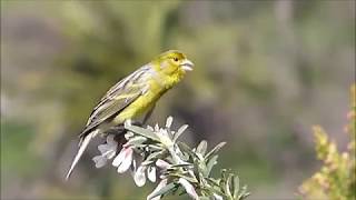 TÉLÉCHARGER CANARI TIMBRADO