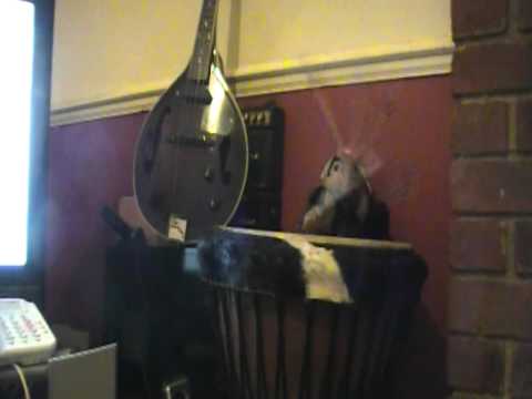 monkey drum solo