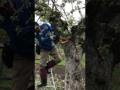 リンゴの木の伐採: 木のサイズごとのヒント 植物