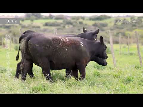 LOTE 2 LM VAQUILLONAS PREÑADAS  614 LULU 168 TE – 757 LULU 168 TE – 702 PANDORA 253 TE