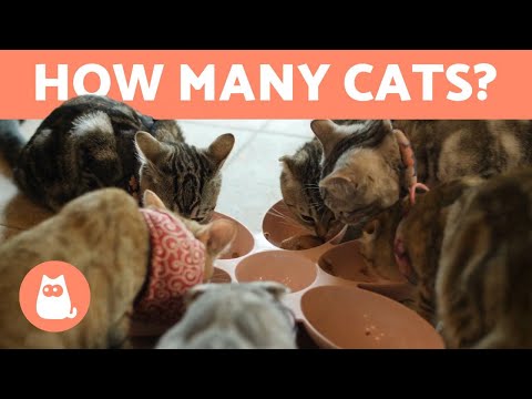 1st YouTube video about how many cats can you have in your home legally