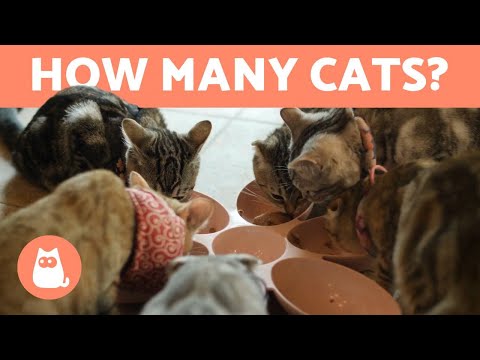 How Many CATS Can You Keep at HOME? 🐱🏠