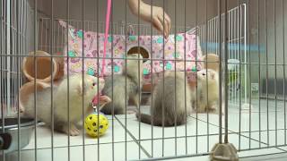 Which Games Can 61 Days Old Ferret Babies Play? Ferret's Voice Sounds Like A Song