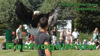 preview picture of video 'Roofvogelshow  in Hekelingen'