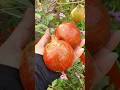 HARVESTING ANAR /POMEGRANATES ❤️ #shorts #youtubeshort #organic #fruit