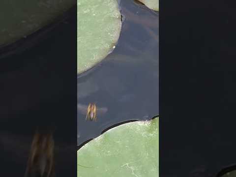 #abeja #símbolo de #artemisa, la #diosa de la #naturaleza