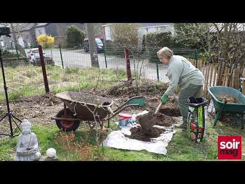 La plantation d'un amélanchier