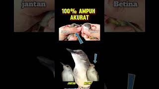 Download lagu Ciri Burung Ciblek Jantan dan Betina #burung ciblek mp3