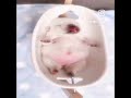 Pibble Compilation 3