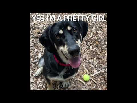 Lucinda (cute video), an adopted Hound Mix in Highland, MD_image-1