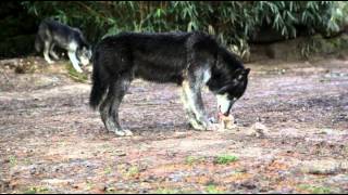 preview picture of video 'Les loups Canadien du Domaine des Fauves'