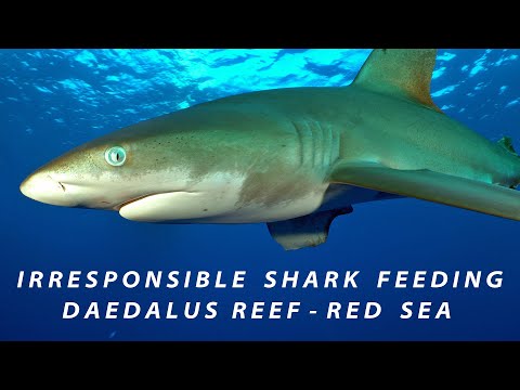 Irresponsible Oceanic Whitetip Shark Feeding - Daedalus reef - Red Sea