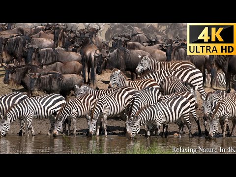 4K African Wildlife - Great Migration from the Serengeti to the Maasai Mara, Kenya - part 2