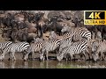 4K African Wildlife Great Migration From The Serengeti To The Maasai Mara Kenya Part 2