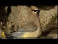 Cedar Waxwing