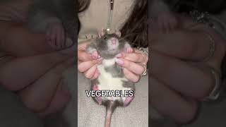 Download lagu EAT YOUR VEGETABLES!🥗🐀#rats #rat #fancyrat #ratt mp3 Download lagu EAT YOUR VEGETABLES!🥗🐀#rats #rat #fancyrat #ratt mp3