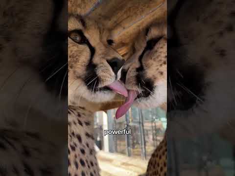 Why So Friendly #cheetah #cat #wildlife