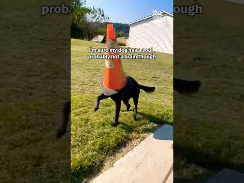 Un chien enjoué se promène avec un cône de signalisation sur la tête.