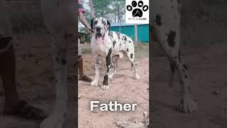 Exquisite Harlequin Great Dane Female for Sale: Majestic Beauty Awaits Your Love! At #PetsNCare