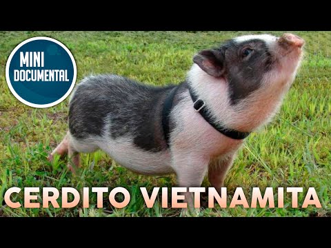 , title : 'Cerdito vietnamita (mini documental)'