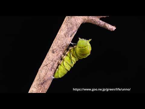 ナミアゲハ、前蛹になるための糸かけ