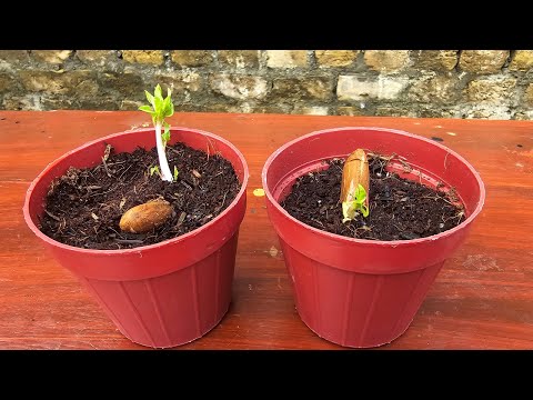 How to grow Almond tree at Home from Seeds
