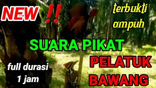 Download lagu Pikat pelatuk bawang terbaru full 1 jam terbukti ampuh @nangkringangin  mp3