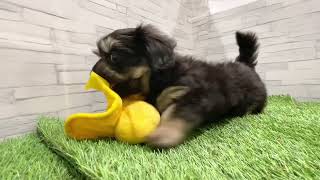 ハーフ犬の動画01