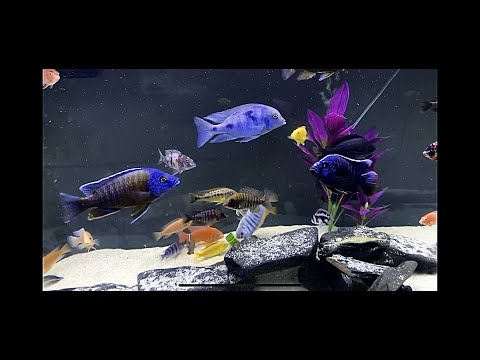 African Cichlids Devouring Veggies