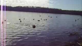 preview picture of video 'Jas and Hunting Ducks'