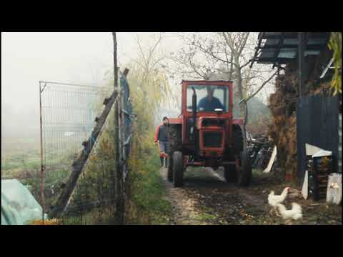 Tăierea porcului - intro