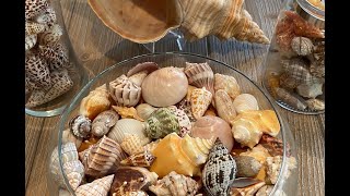 The Shell Nuts - Episode 2 - Displays and gift ideas for your seashells