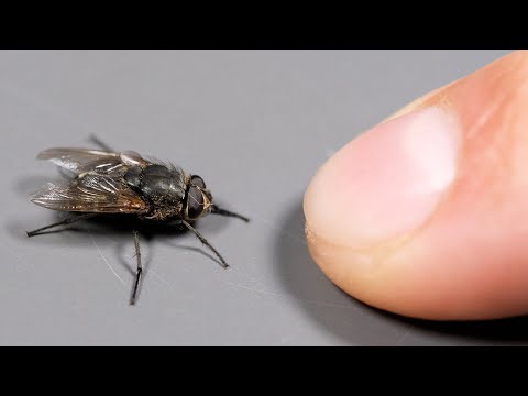 MUCHY - FAKTY i CIEKAWOSTKI