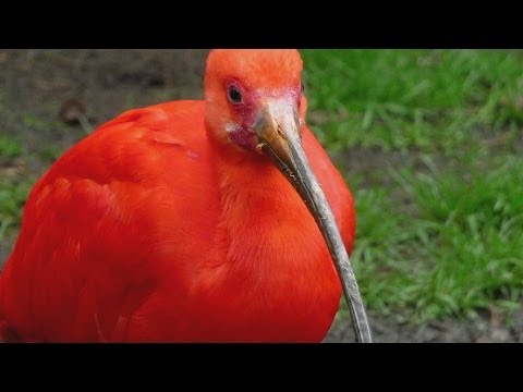 VOGEL DES MONATS APRIL - Roter Ibis / Scarlet Ibis - Welt-Vogelpark Walsrode