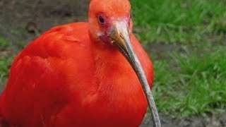 preview picture of video 'VOGEL DES MONATS APRIL - Roter Ibis / Scarlet Ibis - Welt-Vogelpark Walsrode'