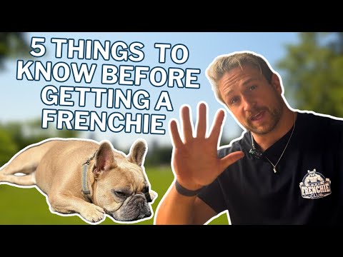 5 Things You Need To Know Before Getting A French Bulldog