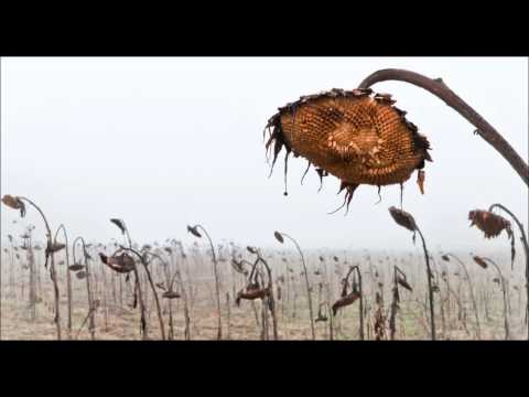 Zer.Fleisch 8 Bars oldschool