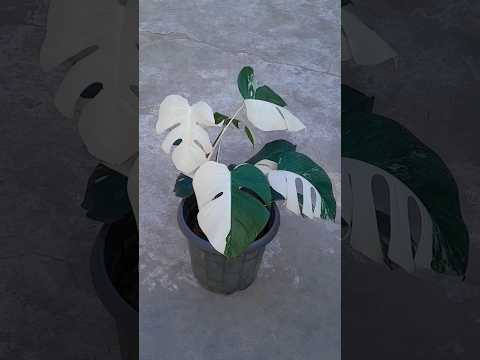 , title : 'Variegated Monstera Plant | Best Indoor Plant | Monstera Plant | #shorts #monstera'