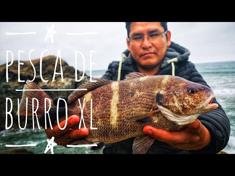 download lagu mp3 mp4 Pez Borrico, download mp3 Pez Borrico free download, download mp3 Pez Borrico